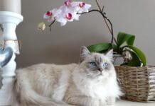 11 razloga za kućnog ljubimca koji prede