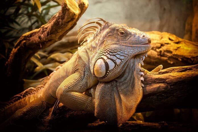 Reptil kao kućni ljubimac