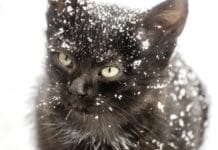 Vole li Mačke snijeg?