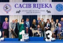 Bili smo na međunarodnoj izložbi pasa CACIB RIJEKA 2017