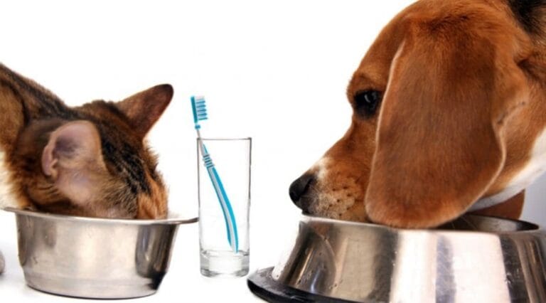 Dva najčešća dentalna problema kod pasa i mačaka