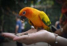 Ptica kao kućni ljubimac