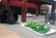 Kunić kao kućni ljubimac