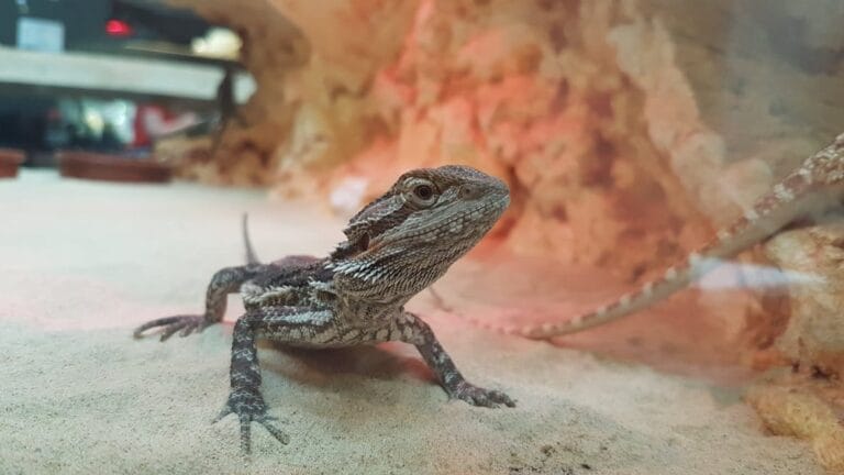 Bradata Agama kao kućni ljubimac