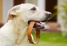 Dresura i socijalizacija pasa