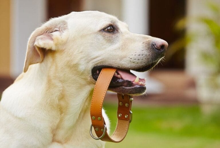 Dresura i socijalizacija pasa