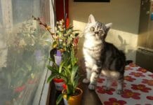 Mačke i otrovne kućne biljke