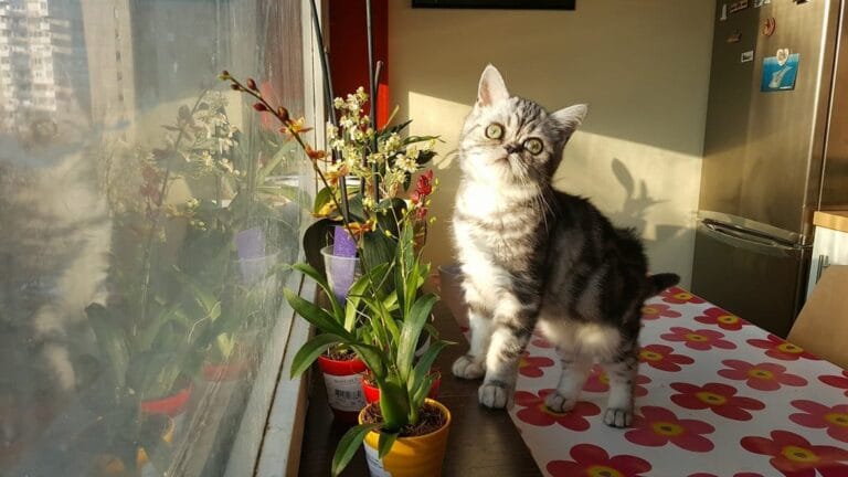 Mačke i otrovne kućne biljke