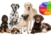 Sklonost agresiji s obzirom na pasminu psa