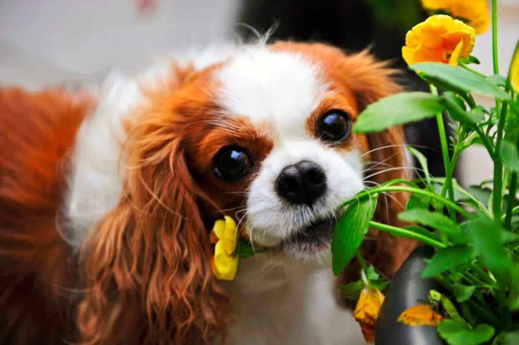 A Flower For You