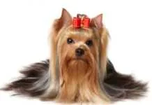 Zanimljivosti o Jorkširskim terijerima