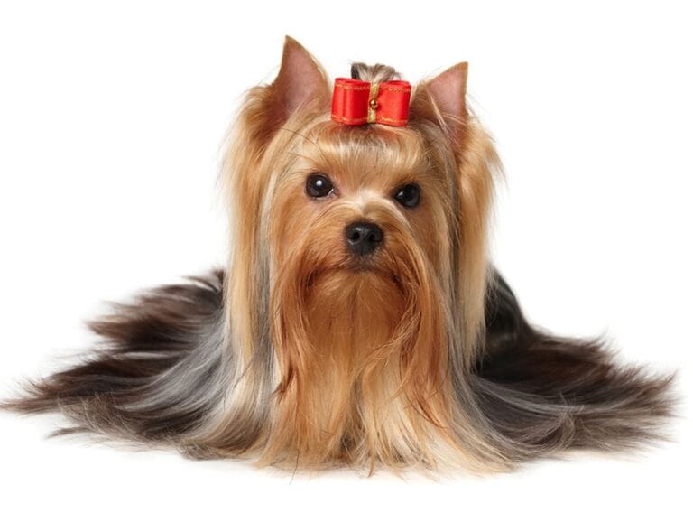 Zanimljivosti o Jorkširskim terijerima