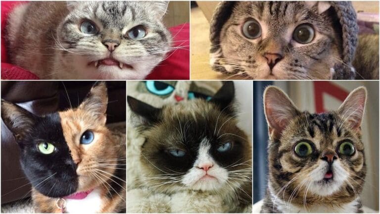 Zvijezde mačjeg svijeta