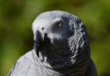 Afrička siva papiga – Žako