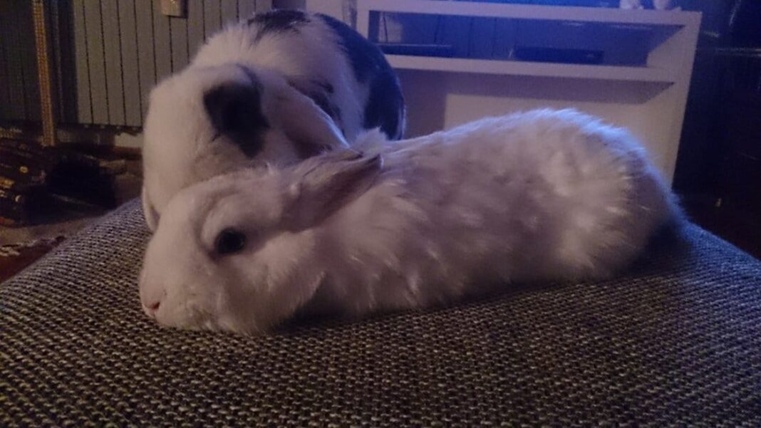 Kako-upoznati-i-sprijateljiti-„novog“-i-starog“-kunića-01