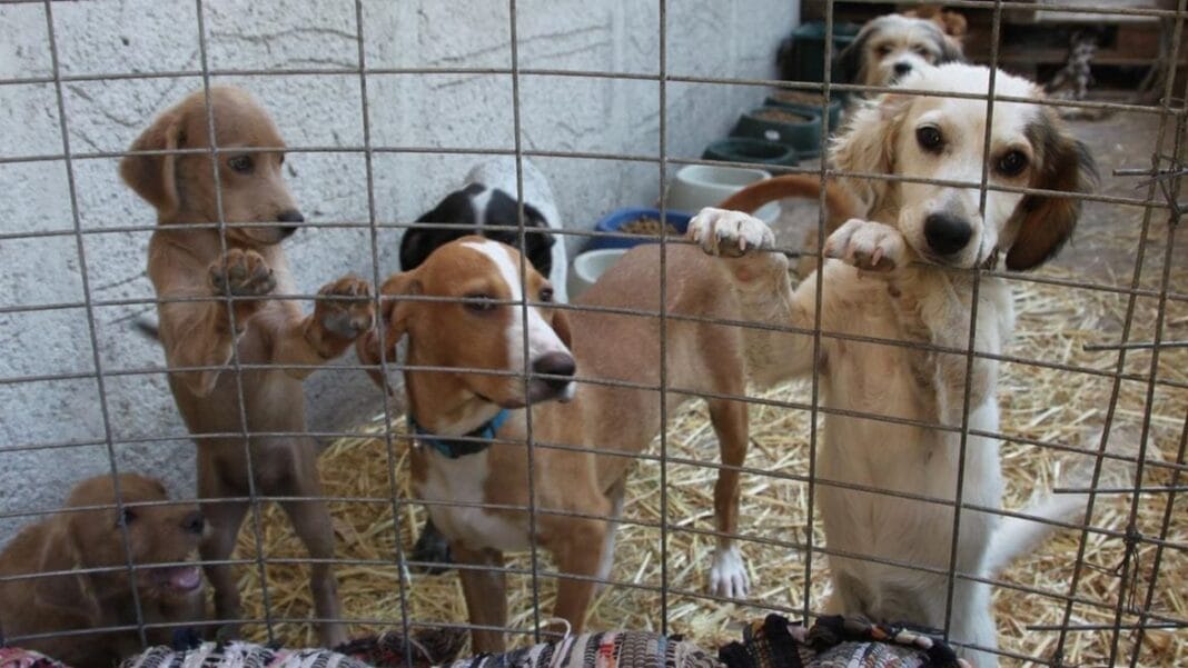 Prijedlog zakona o zastiti zivotinja naslovna