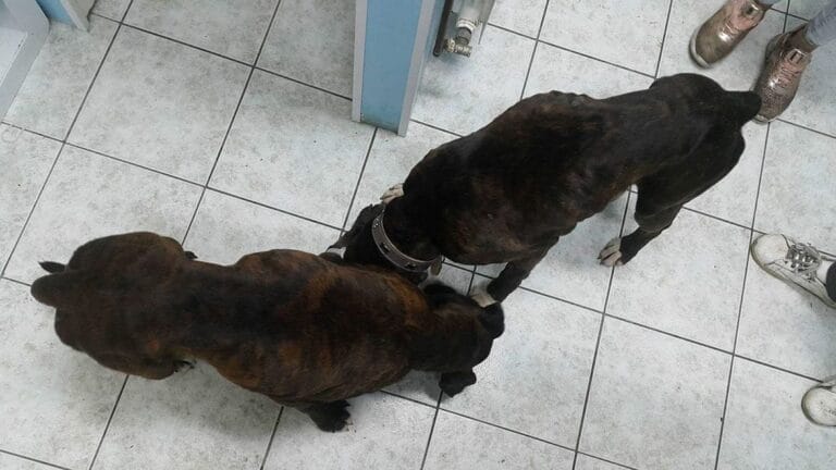 Priča o Tari i Ini i djevojci velikog srca!