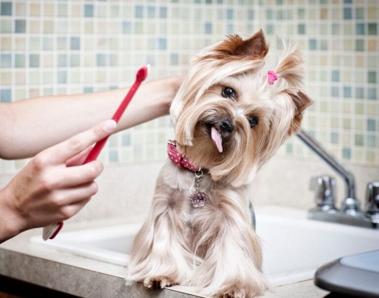 Mali vodič za higijenu pasa