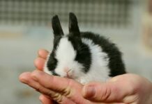 10 savjeta za sreću patuljastog kunića