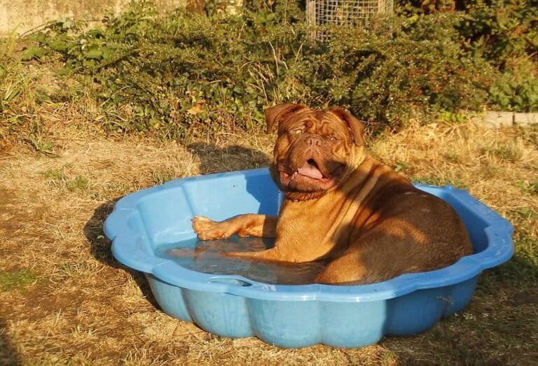 Toplotni udar kod pasa