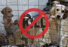 Vlada usvojila zakon: Nema više eutanazije nakon 60 dana