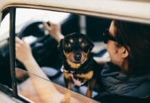 9 savjeta za ugodnu vožnju s ljubimcem