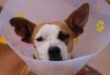 Divlji ječam ili stoklasa – što je to i kako zaštiti ljubimca?