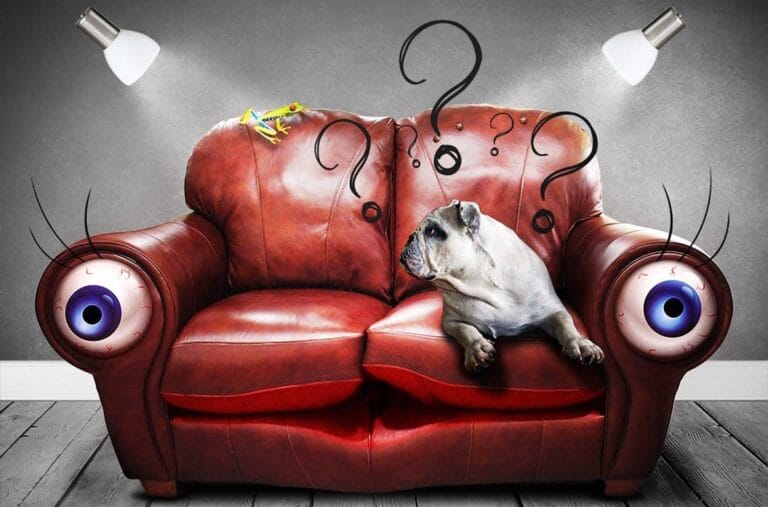 Pseća psihologija – 10 zanimljivih činjenica o psećem umu