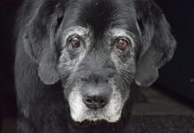 Starenje pasa; 7 najčešćih pitanja