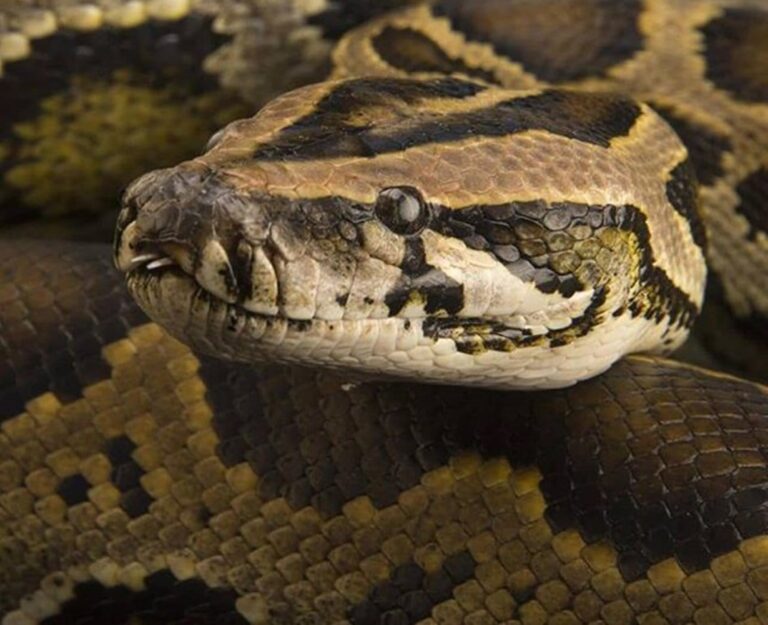 Zanimljivosti koje niste znali o zmijama