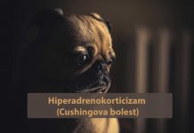 Hiperadrenokorticizam (Cushingova bolest)
