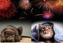 Psi, mačke, petarde i vatromet.