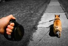 Povodnik na razvlačenje – da ili ne?