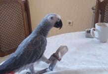 Upoznajte Huga – Afrička siva papiga – Žako