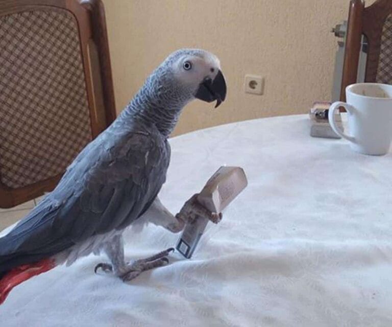 Upoznajte Huga – Afrička siva papiga – Žako