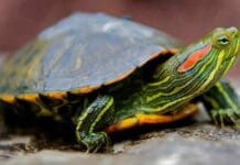 Crvenouha kornjača kao kućni ljubimac