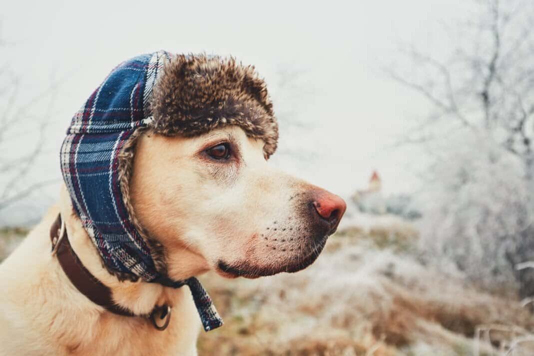 Dog with cap in winter