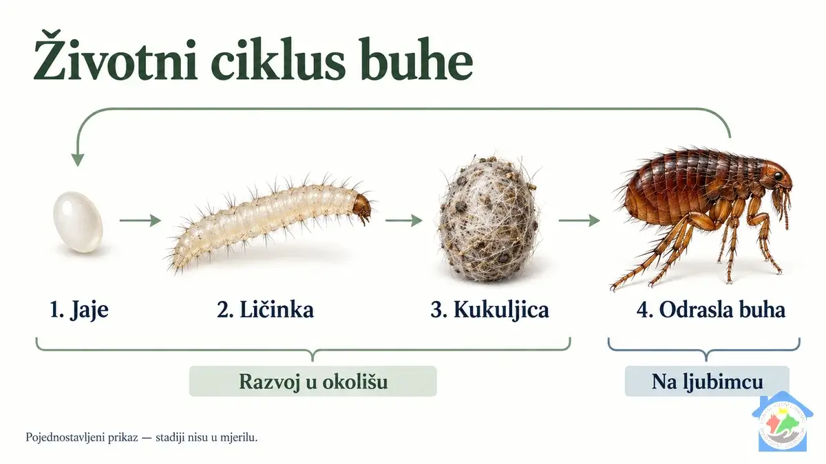 Buhe kod pasa i mačaka: kako se prenose, mogu li prijeći na čovjeka i kako ih se riješiti Životni ciklus buhe kod pasa i mačaka: jaje, ličinka, kukuljica i odrasla buha.