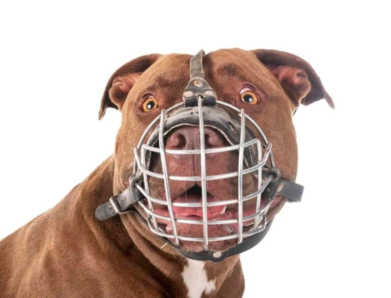 Koje pasmine karakteriziramo kao “opasne”?