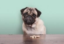 Pretilost, Dijabetes, Alergije – Kako hranite ljubimca?