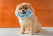 Mogu li psi i mačke oboljeti od COVID-19 ?