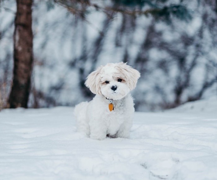 Pas u snijegu zima