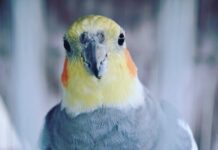 Nimfa – maleni kakadu Nimfa - maleni kakadu