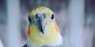 Nimfa - Maleni Kakadu