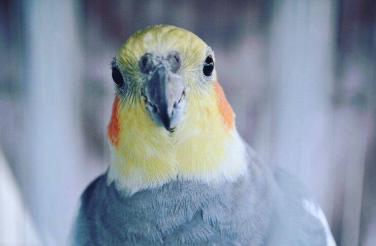 Nimfa - maleni kakadu