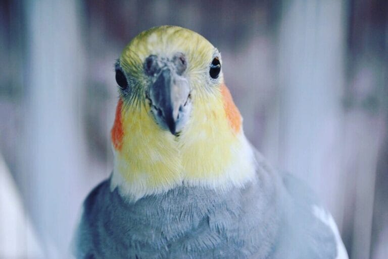 Nimfa – maleni kakadu