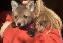 VIDEO – Foxie – pripitomljena lisica