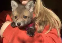 VIDEO – Foxie – pripitomljena lisica