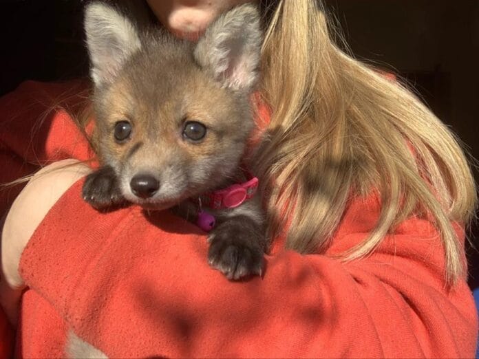 VIDEO – Foxie – pripitomljena lisica