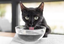 Hidracija mačaka i prevencija dehidracije